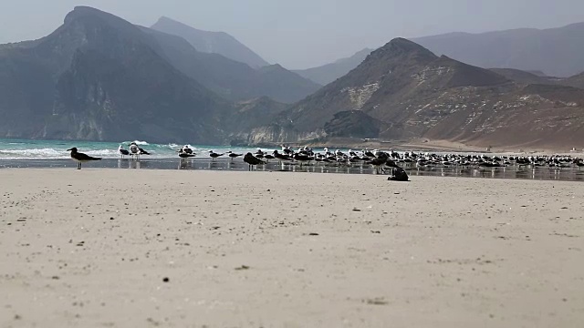 海鸥在阿拉伯海和海洋附近的海滩山和山飞行视频下载