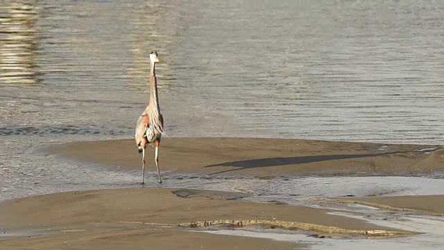 大蓝鹭野生鸟类动物野生河流猎人视频素材