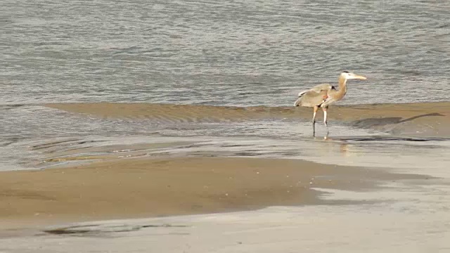 大蓝鹭野生鸟类动物野生河流猎人视频素材