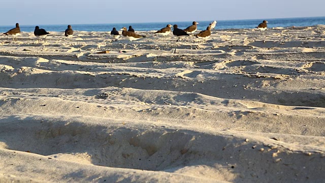 海鸥在阿拉伯海和海洋附近的海滩山和山飞行视频下载