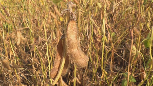 收获准备好的大豆耕地视频素材