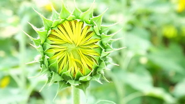 向日葵要开花了视频下载