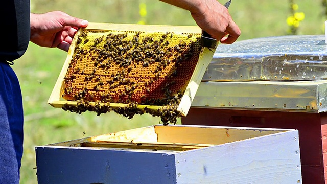 养蜂人正在把蜜蜂从架子上摇进蜂箱视频素材