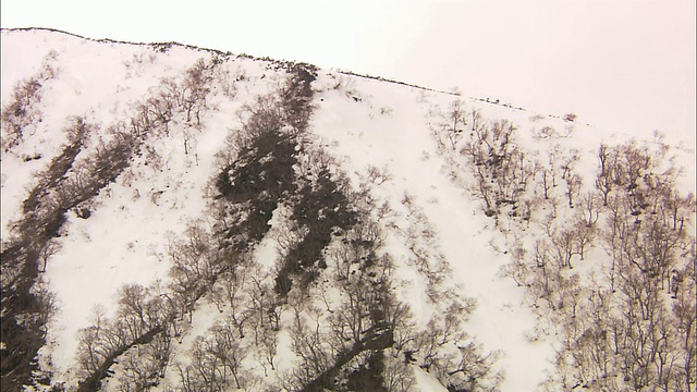 在北海道过冬的棕熊视频素材