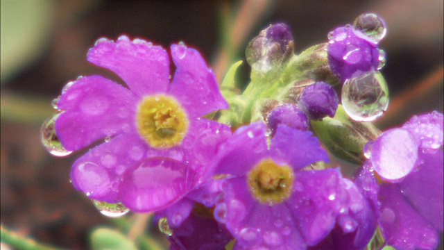 在北海道的露花视频素材