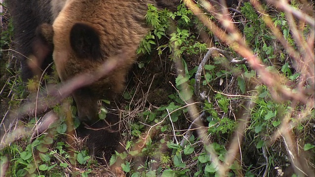 北海道的棕熊视频素材