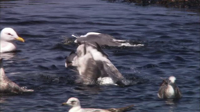 北海道的石板背海鸥视频素材