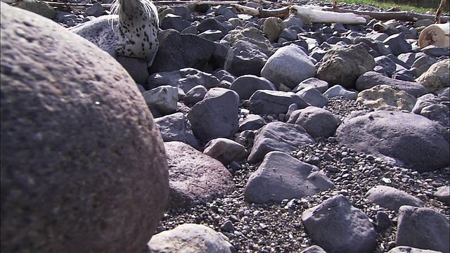 北海道的斑点海豹幼崽视频素材