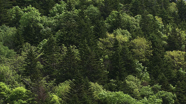 北海道清新的绿色森林视频素材