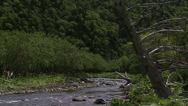 北海道清新的绿色森林视频素材