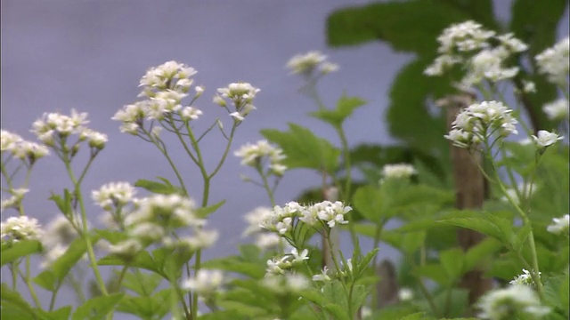 美洲荠在北海道视频素材