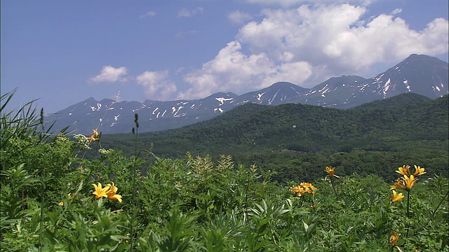 北海道初夏草地视频素材