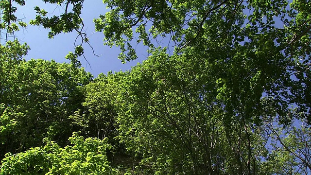 北海道的深绿色森林视频素材