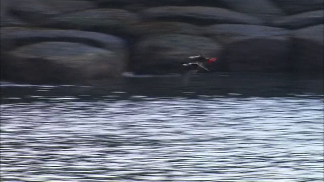 北海道的眼镜海鸠视频素材