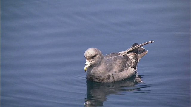 北海道的眼镜海鸠视频素材