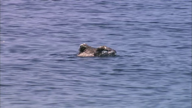 北海道的眼镜海鸠视频素材