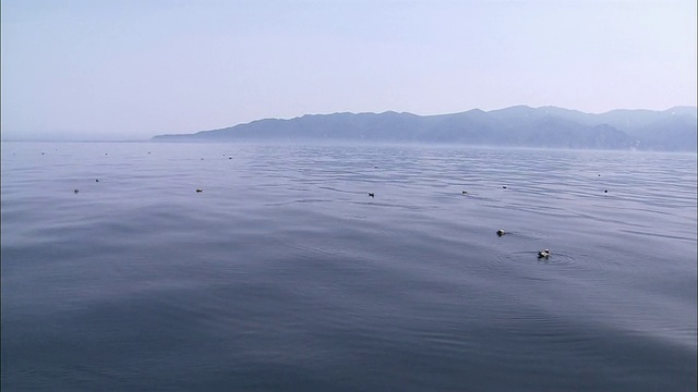 北海道的眼镜海鸠视频素材