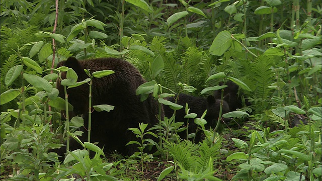 北海道的棕熊妈妈和熊宝宝视频素材