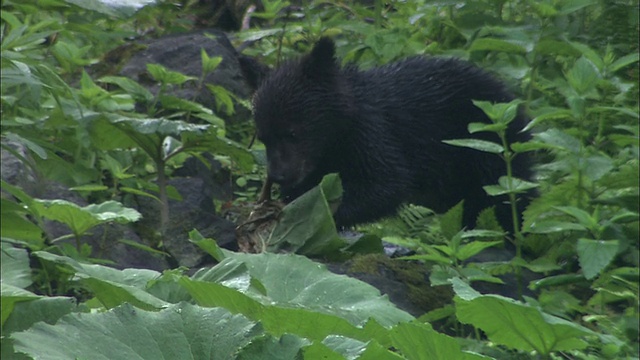 北海道的棕熊幼崽视频素材