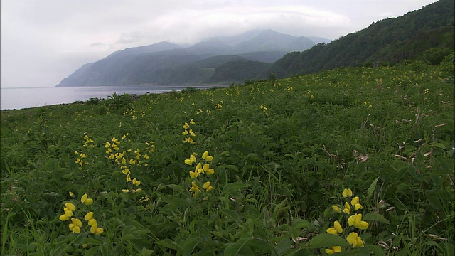 Thermopsis在北海道视频素材