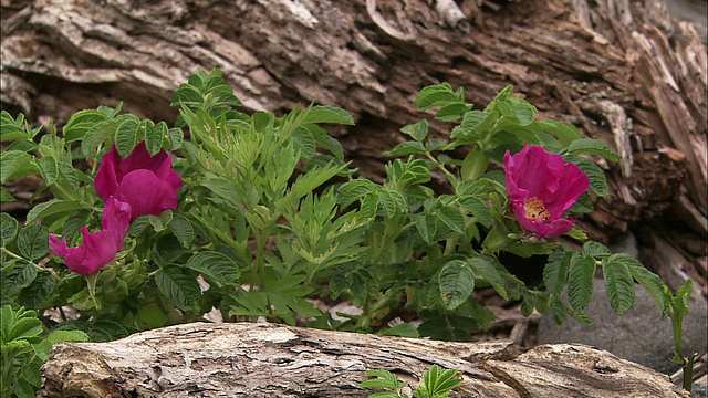 北海道的Rosa rugosa Thunb视频素材