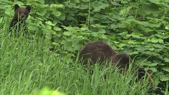 棕熊幼崽和妈妈正从北海道的山上走下来视频素材