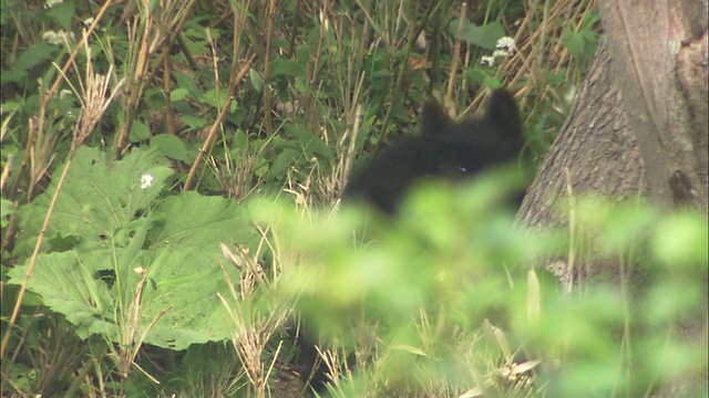 北海道的棕熊幼崽视频素材