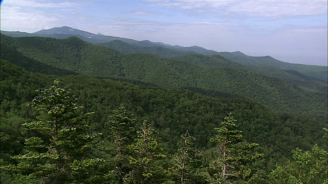 北海道知床的野树林视频素材