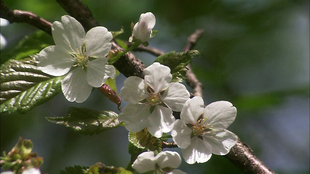 Minezakura樱花盛开在北海道视频素材