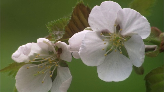 Minezakura樱花盛开在北海道视频素材