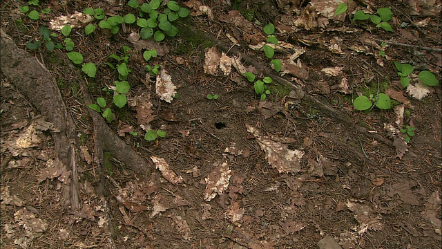 Minezakura樱花盛开在北海道视频素材