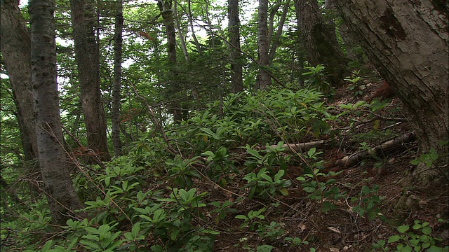 北海道的一丛巨足草视频素材