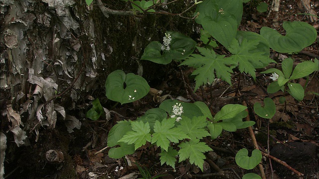 maiamountheum在北海道开花视频素材