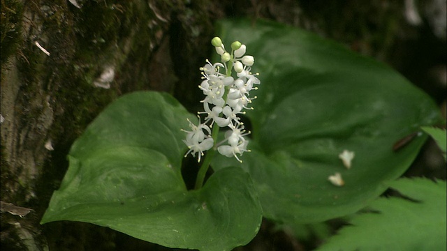 maiamountheum在北海道开花视频素材