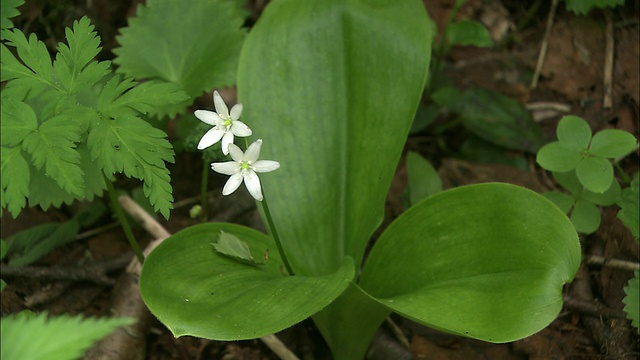 克林顿花在北海道开花视频素材