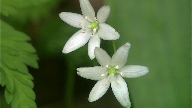 克林顿花在北海道开花视频素材