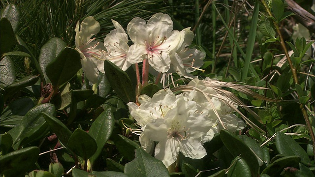 杜鹃花在北海道开花视频素材