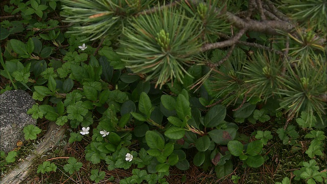 小金一护的荆棘在北海道开花视频素材