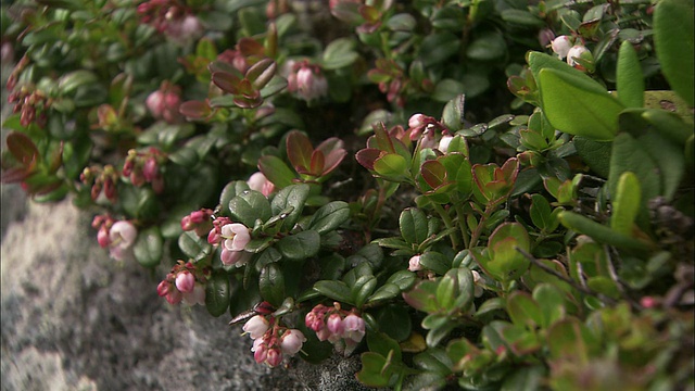 北海道的越橘花视频素材