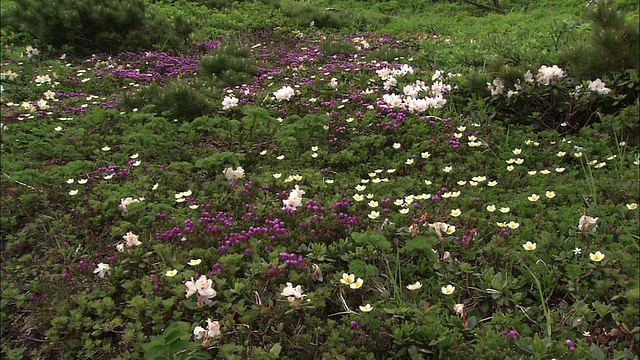 高山花田的山。Rausu在北海道视频素材