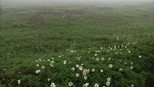 北海道雾蒙蒙的花田视频素材