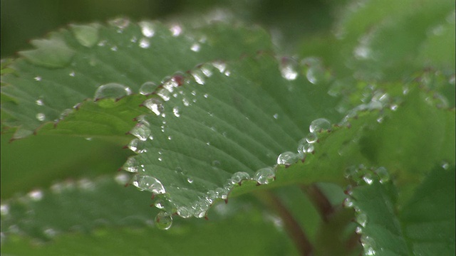 北海道的一滴水视频素材