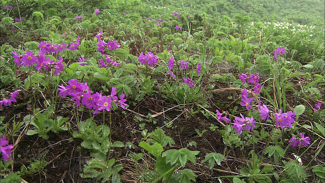 北海道的Ezokozakura花簇视频素材