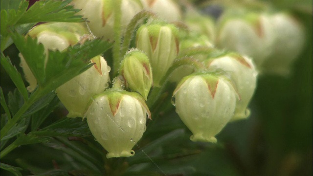 北海道的青野津仓花视频素材