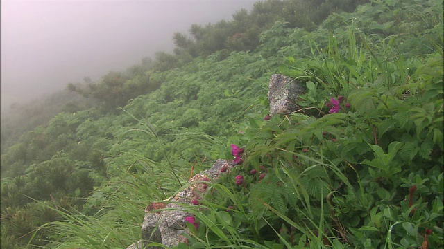 薄雾从北海道的山坡上升起视频素材