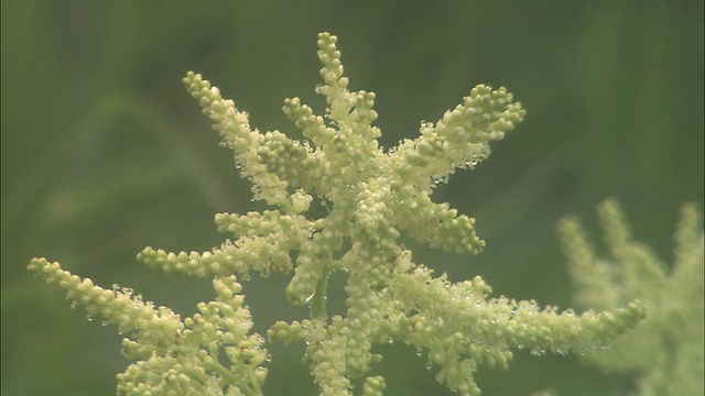 北海道的Aruncus dioicus(山山雄)视频素材