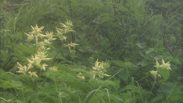 北海道的Aruncus dioicus(山山雄)视频素材