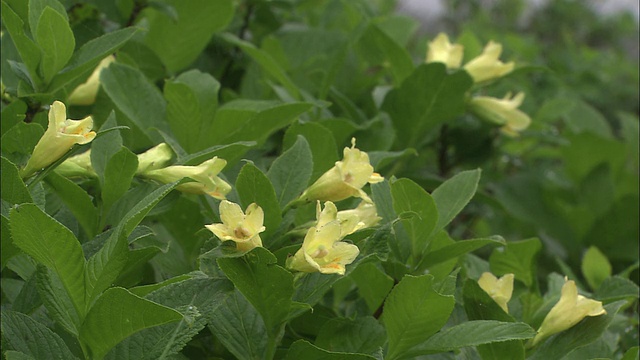 北海道的Weigela middendorffiana(Ukonutsugi)视频素材