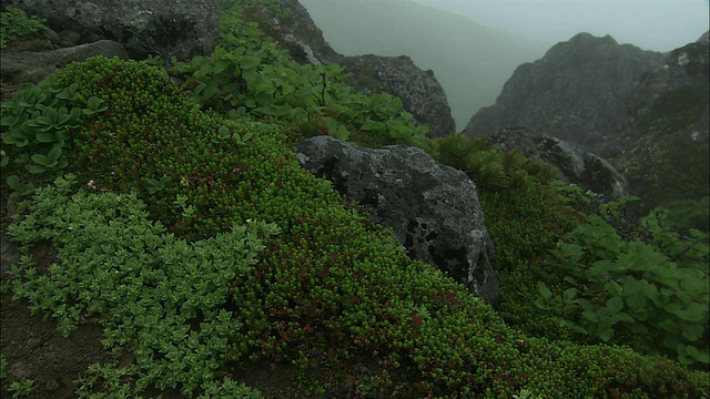 北海道绿树环绕的岩石视频素材