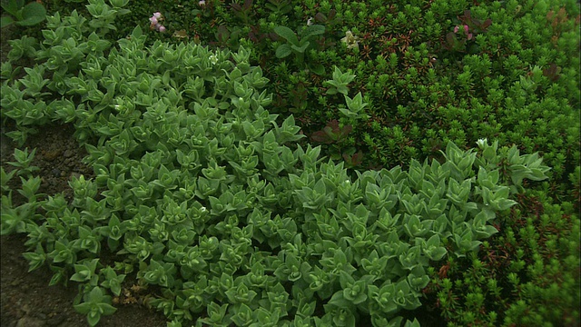 在北海道开花前视频素材